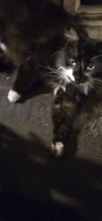 Reunited Unknown Cat last seen Rock Street SCRANTON PA 18504, Scranton, PA 18504