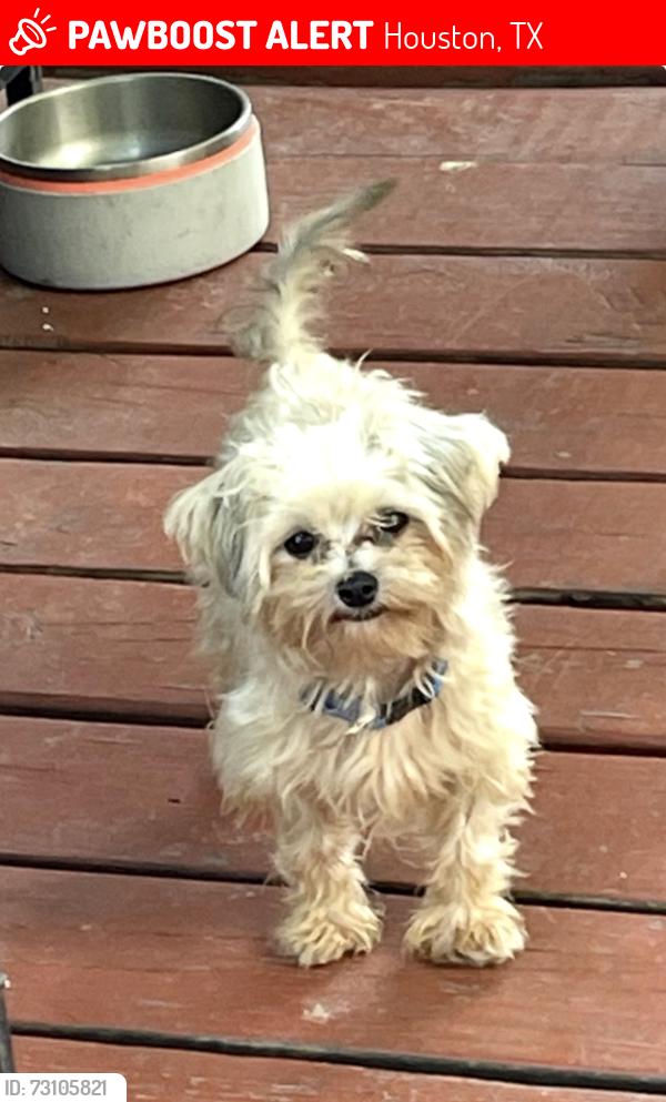 Lost Male Dog last seen Bauman Rd & Parker Rd, Houston, TX 77076