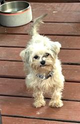 Lost Male Dog last seen Bauman Rd & Parker Rd, Houston, TX 77076