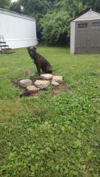 Lost Male Dog last seen Near fiese rd, O'Fallon, MO 63368