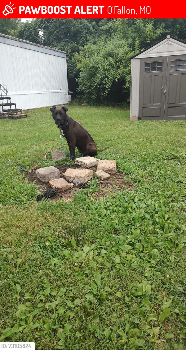 Lost Male Dog last seen Near fiese rd, O'Fallon, MO 63368