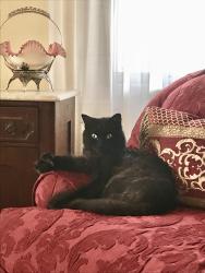 Lost Male Cat last seen Stratford Rd./Sunderland Rd., Maitland, FL 32751