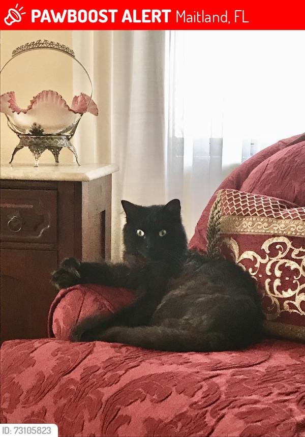 Lost Male Cat last seen Stratford Rd./Sunderland Rd., Maitland, FL 32751