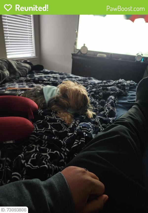 Reunited Male Dog last seen Begnaud, Lafayette, LA 70501