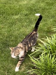 Found/Stray Female Cat last seen Kentallen Court and Oaklandon Road, Indianapolis, IN 46236