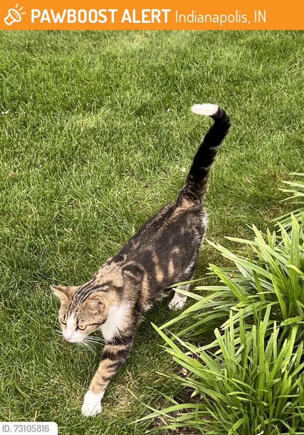Found/Stray Female Cat last seen Kentallen Court and Oaklandon Road, Indianapolis, IN 46236