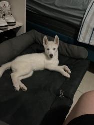 Reunited Male Dog last seen Near sw 10th ave 33130, Miami, FL 33130