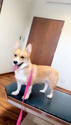 Reunited Female Dog last seen Fairview Ball Field, Petrolia, PA 16050