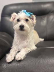 Lost Female Dog last seen P&G, Colton, CA 92324