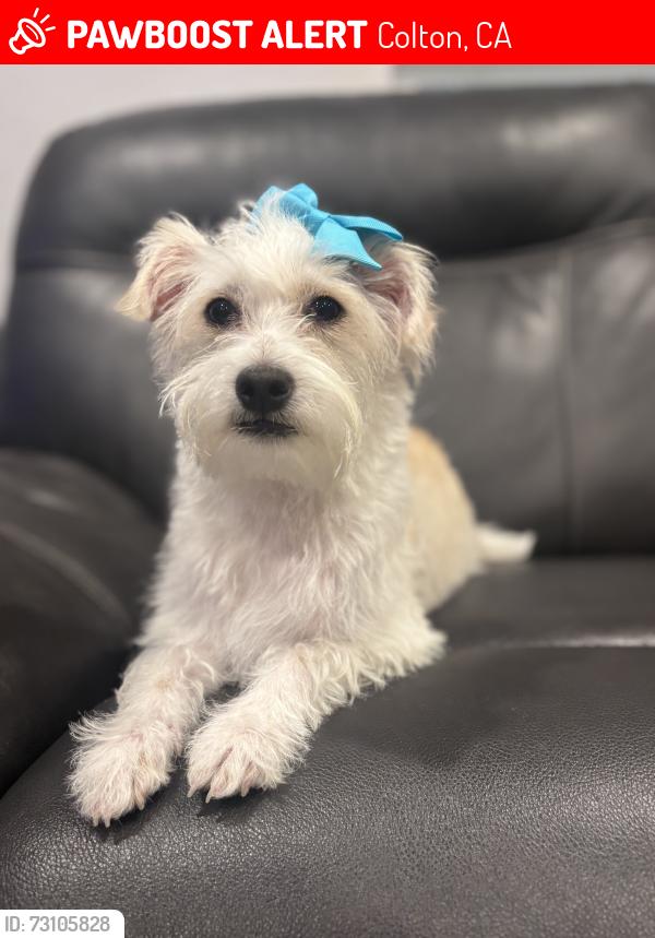 Lost Female Dog last seen P&G, Colton, CA 92324
