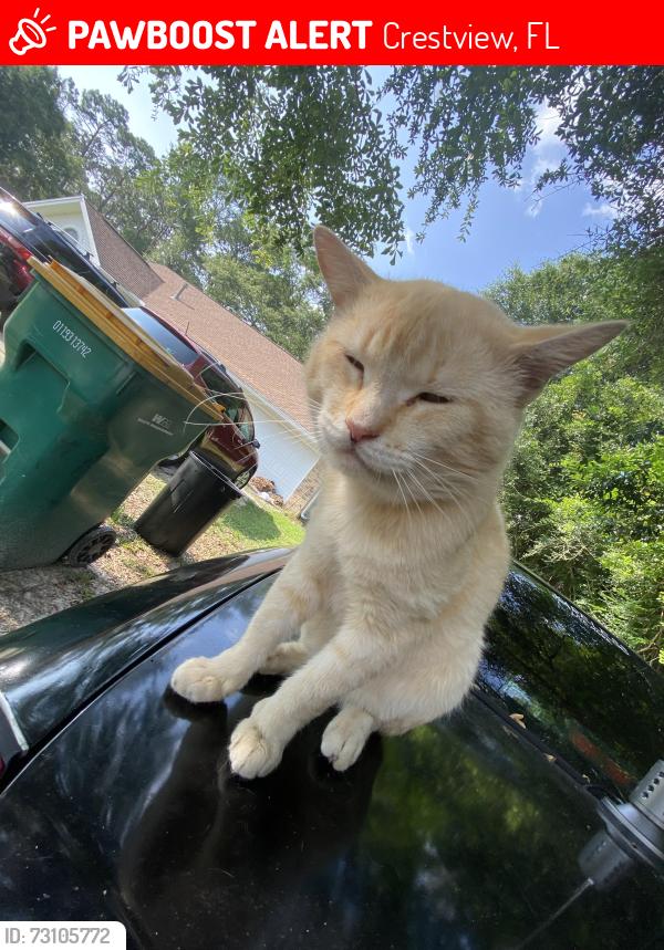 Lost Male Cat last seen Shoal Creek Cove Off Of John King, Crestview, FL 32539