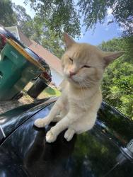 Lost Male Cat last seen Shoal Creek Cove Off Of John King, Crestview, FL 32539