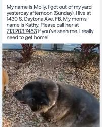 Lost Female Dog last seen 14th and Daytona Avenue, Flagler Beach, FL 32136
