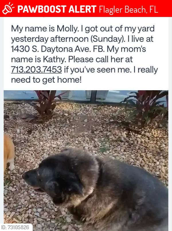 Lost Female Dog last seen 14th and Daytona Avenue, Flagler Beach, FL 32136