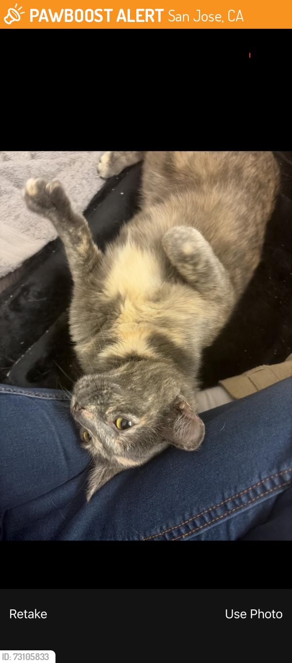 Found/Stray Female Cat last seen Albany drive, San Jose, CA 95129