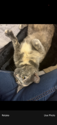 Found/Stray Female Cat last seen Albany drive, San Jose, CA 95129
