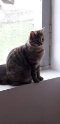 Lost Female Cat last seen Begin shops, Shorne, England DA12 3EH