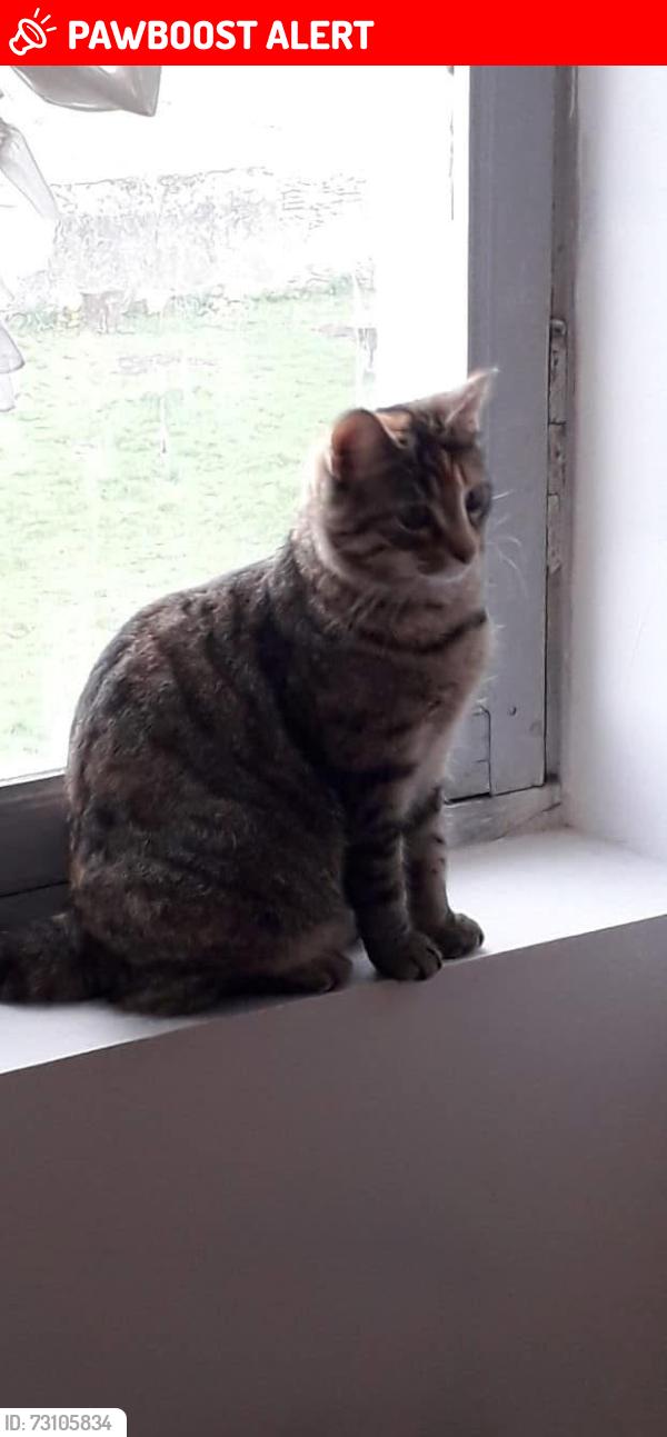 Lost Female Cat last seen Begin shops, Shorne, England DA12 3EH