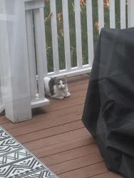 Found/Stray Unknown Cat last seen Euclid Ave and Linden St., Glen Ellyn, IL 60137