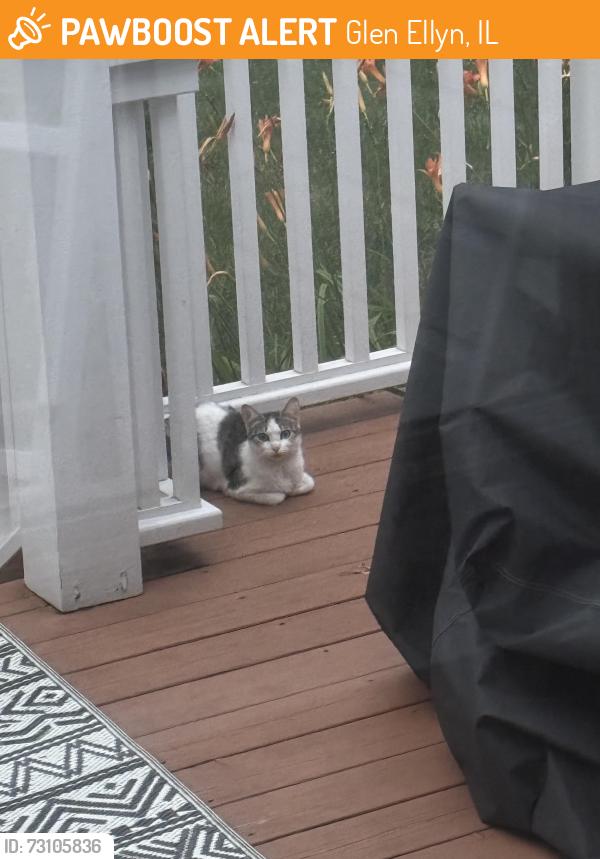 Found/Stray Unknown Cat last seen Euclid Ave and Linden St., Glen Ellyn, IL 60137