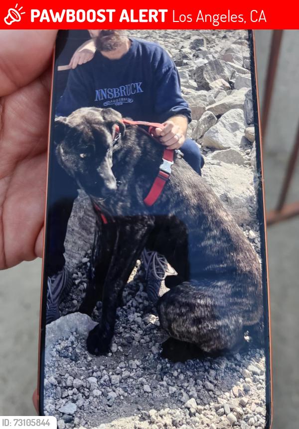 Lost Male Dog last seen Wentworth and weathland, Los Angeles, CA 91342