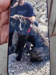 Lost Male Dog last seen Wentworth and weathland, Los Angeles, CA 91342