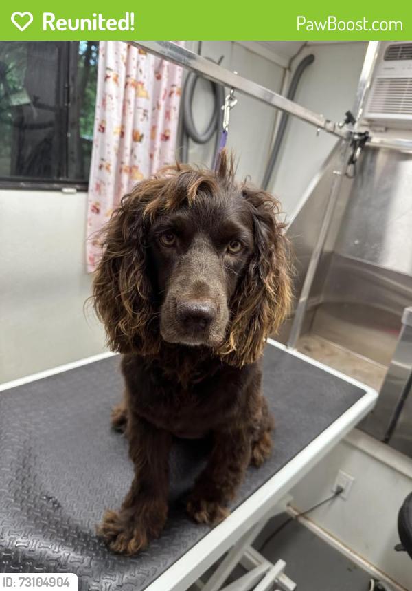 Reunited Female Dog last seen 122nd and Air Depot, Edmond, OK 73013