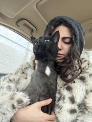 Reunited Male Cat last seen Near rue myosotis, Sainte-Thérèse, QC J7E 5L3