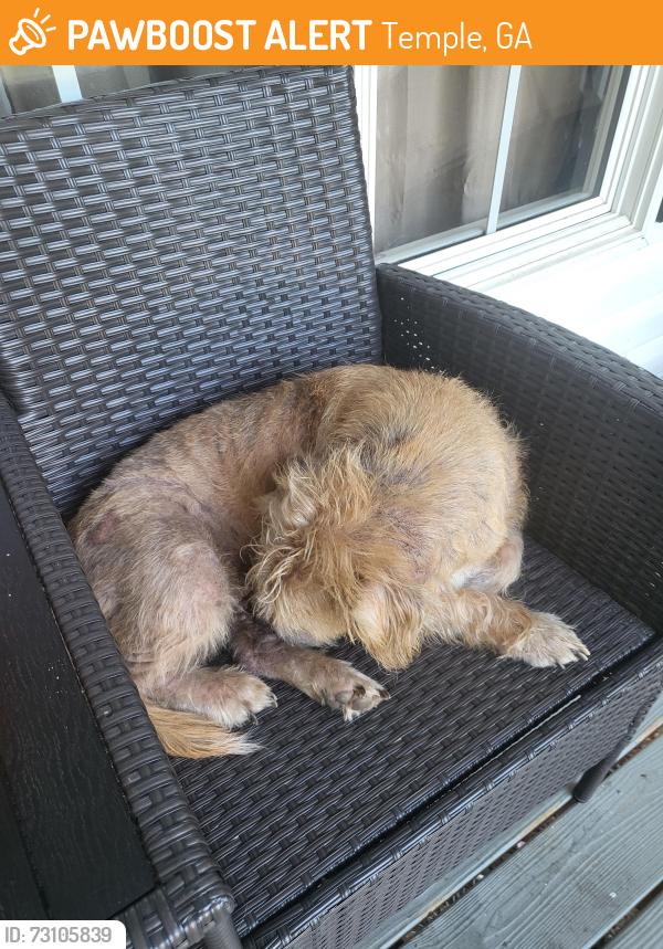 Found/Stray Unknown Dog last seen Temple georgia, Temple, GA 30179