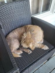 Found/Stray Unknown Dog last seen Temple georgia, Temple, GA 30179