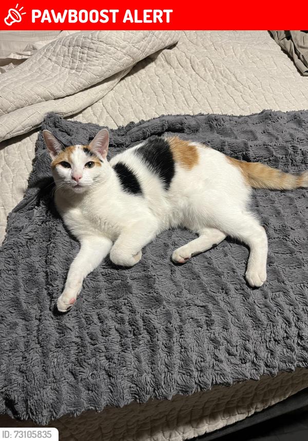 Lost Female Cat last seen W Avenida Cresta and Calle Paulo, Tucson Mountains, AZ 85745