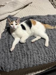 Lost Female Cat last seen W Avenida Cresta and Calle Paulo, Tucson Mountains, AZ 85745