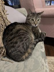 Lost Female Cat last seen Dale Street, Saint Paul, MN 55104