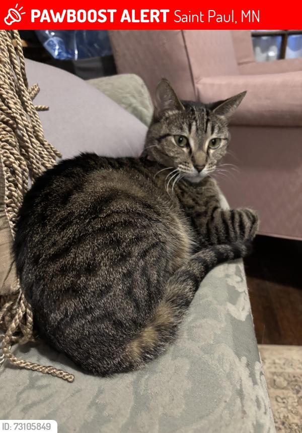 Lost Female Cat last seen Dale Street, Saint Paul, MN 55104