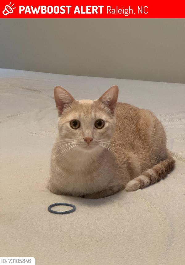 Lost Male Cat last seen Broadlands neighborhood, W Jameson Rd, Raleigh, NC 27604