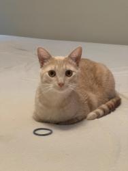 Lost Male Cat last seen Broadlands neighborhood, W Jameson Rd, Raleigh, NC 27604