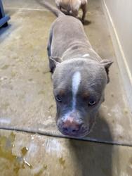 Reunited Male Dog last seen Lake stone trail and orchard creek road, Fort Worth, TX 76123