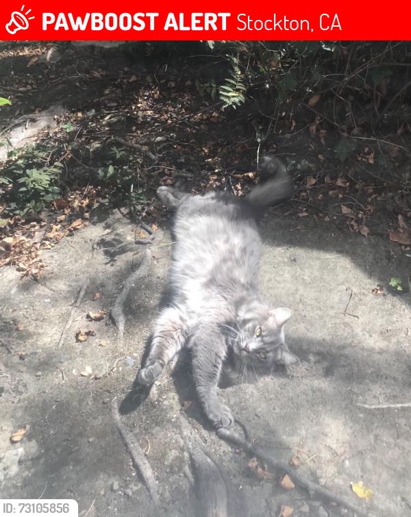 Lost Male Cat last seen Perishing ave, Stockton, CA 95202