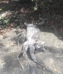 Lost Male Cat last seen Perishing ave, Stockton, CA 95202
