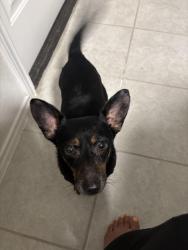 Found/Stray Male Dog last seen Hausman Rd, South Whitehall Township, PA 18104