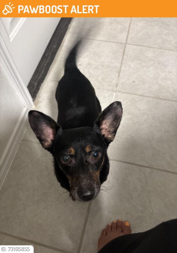 Found/Stray Male Dog last seen Hausman Rd, South Whitehall Township, PA 18104
