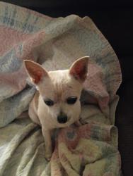 Reunited Female Dog last seen N Franklin Road, Greenville, SC 29609