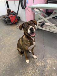 Lost Female Dog last seen 7-Eleven, Indian Harbour Beach, FL 32937