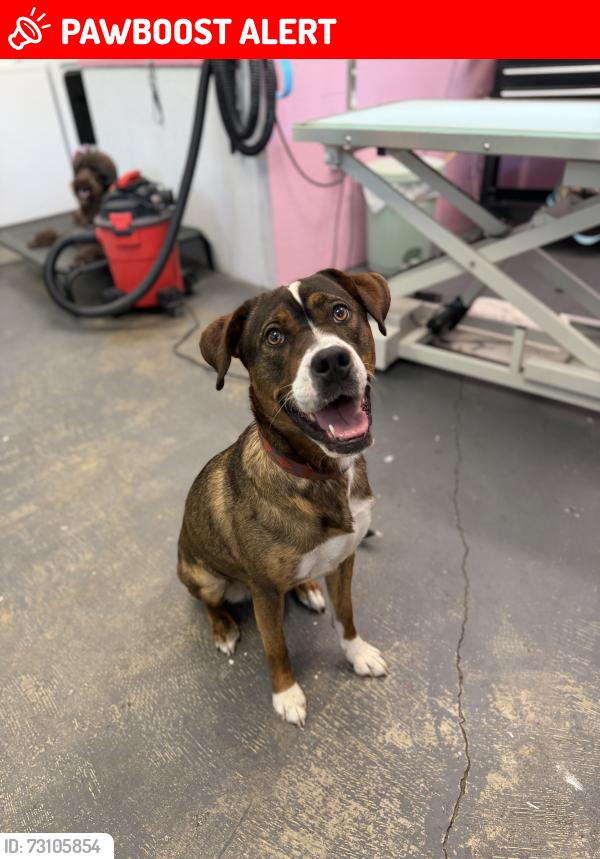 Lost Female Dog last seen 7-Eleven, Indian Harbour Beach, FL 32937