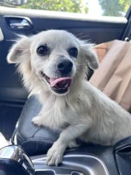 Found/Stray Female Dog last seen Dollar General on Taft Hwy, Bakersfield, CA 93313