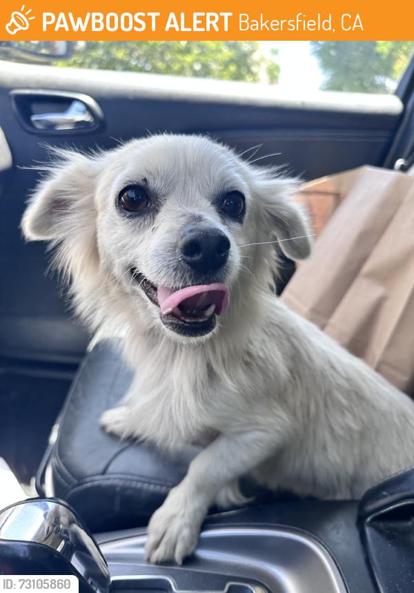 Found/Stray Female Dog last seen Dollar General on Taft Hwy, Bakersfield, CA 93313
