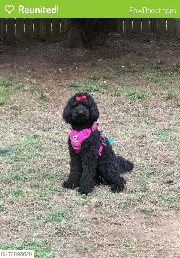Reunited Female Dog last seen The Reserve at Liberty Park, Braselton, GA 30517