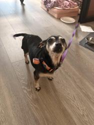 Found/Stray Female Dog last seen Himble high school, Humble, TX 77338