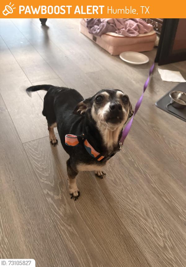 Found/Stray Female Dog last seen Himble high school, Humble, TX 77338