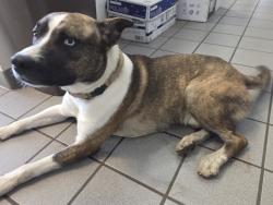 Found/Stray Male Dog last seen Near North Market Street, St. Louis, MO 63106